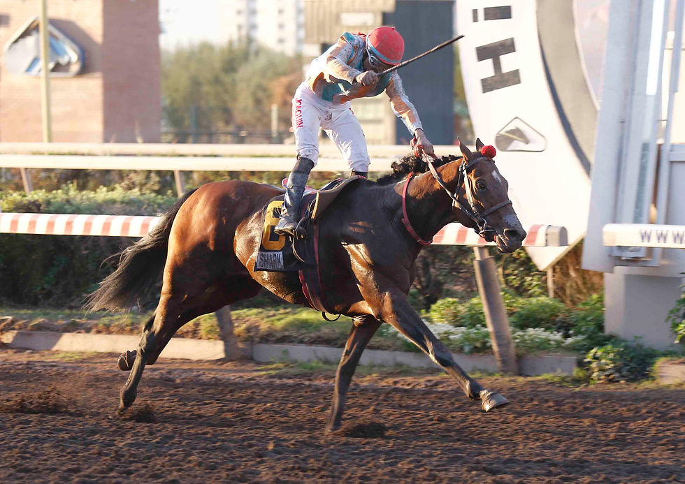 Shark y un triunfo en el Gran Premio Hipódromo Chile made in La Bombonera