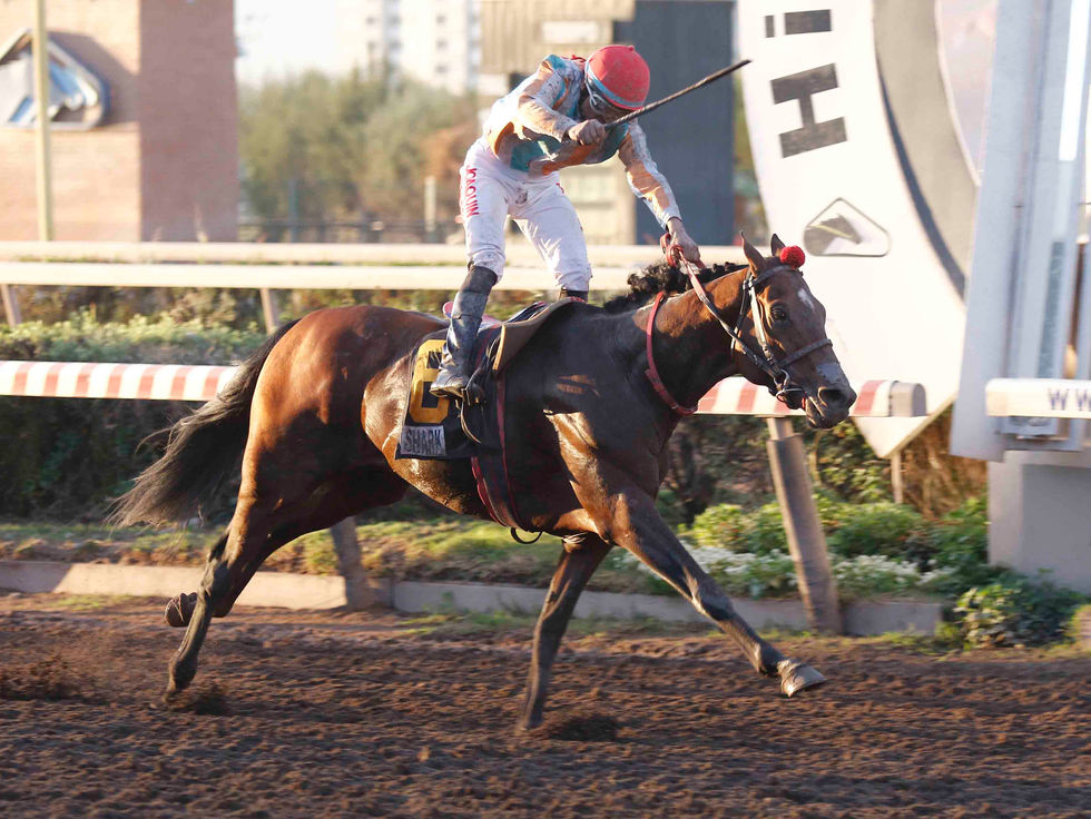 Shark y un triunfo en el Gran Premio Hipódromo Chile made in La Bombonera