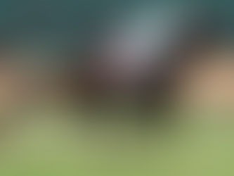 Courtier encontró con Obataye su consagración definitiva como padrillo