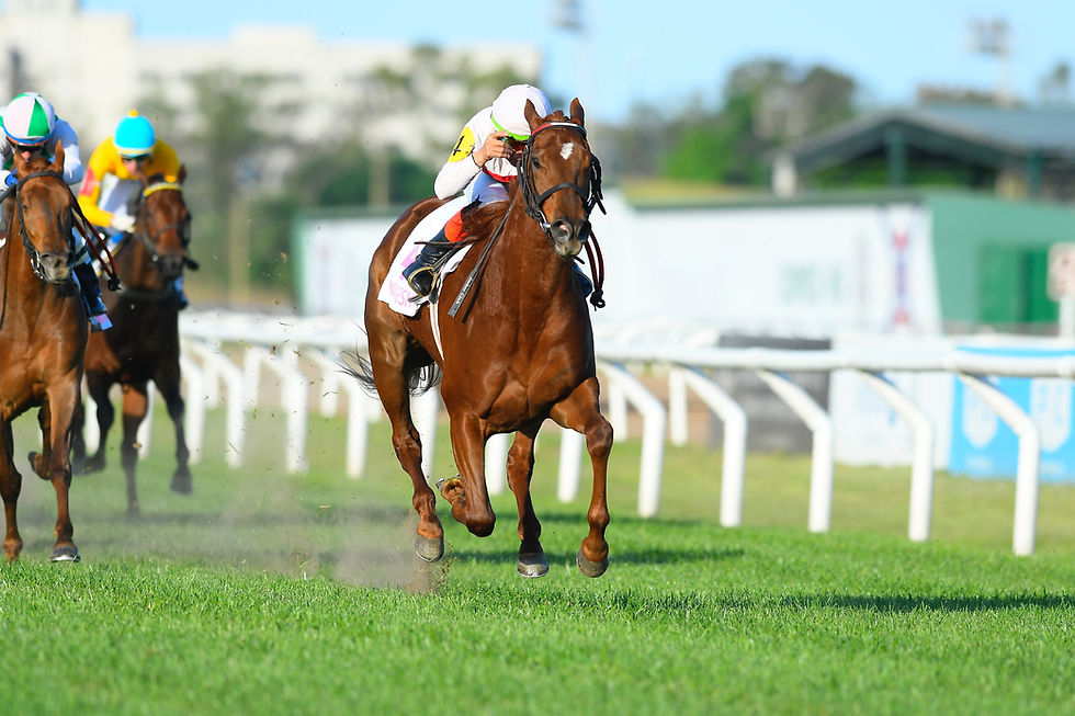 Nanabush will race over one mile on the turf next Friday / JUAN I. BOZZELLO