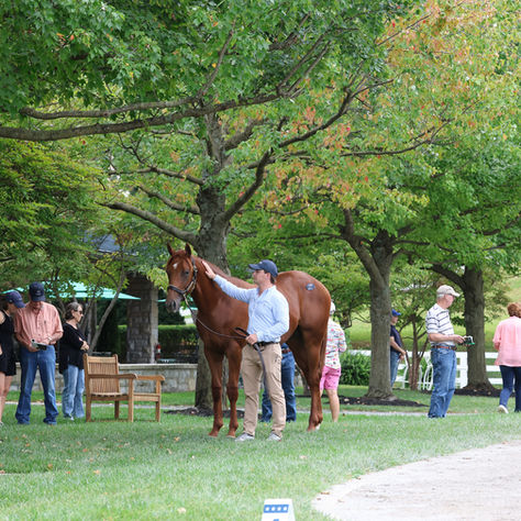 Keeneland vuelve a abrir su gran mercado mundial de yearlings