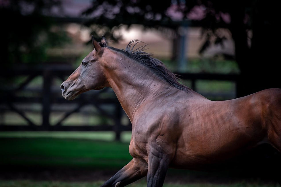 Con su camada final, Equal Stripes sumó otro precio máximo, en la Copa Bullrich Abril