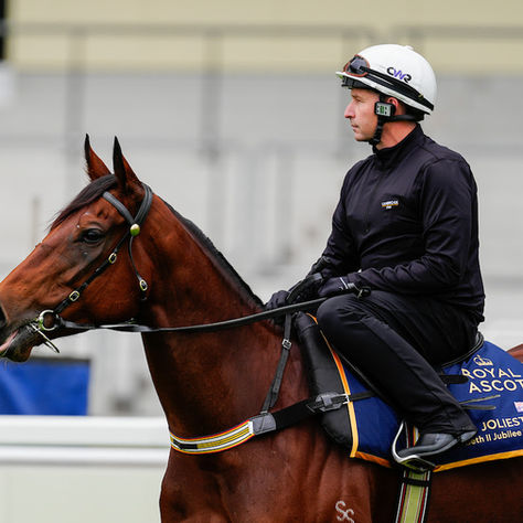 Joliestar and Overpass Are Already Feeling the Royal Ascot Atmosphere and Feeding the Australian Hope