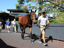 Gun Runner and a formidable performance with his yearlings at Keeneland