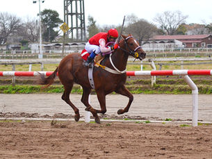 Viejo Cuchara capitalized on his experience to prevail in the Clásico Club Hípico de Tandil