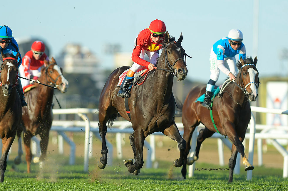 La liquidación de Comalal y buenas yeguas en la subasta de Blacktype Bloodstock 