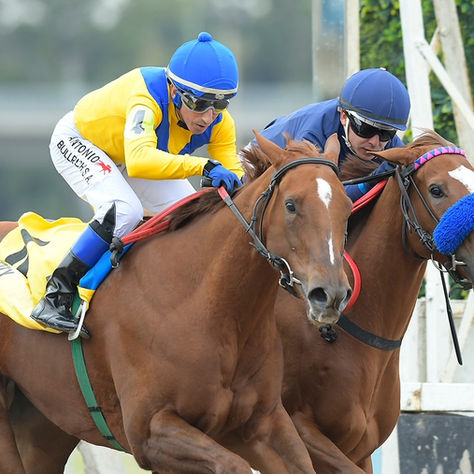 Ooty seeks quick redemption as she goes for the La Canada Stakes at Santa Anita Park