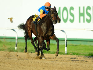 My Stormy Dark outclasses her rivals in the exciting Handicap Parwiz