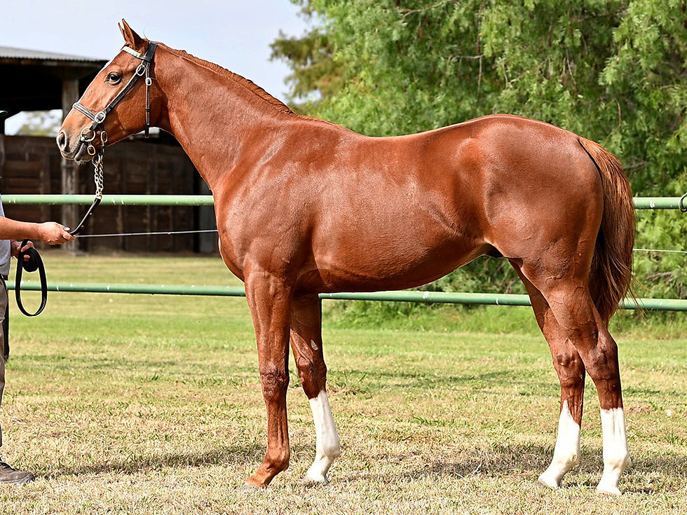 Henman Sells for $142,000 to Become 2026's New Sales Topper