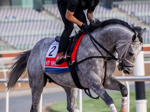 Hit Show, el hijo de Candy Ride que busca su segunda Dubai World Cup