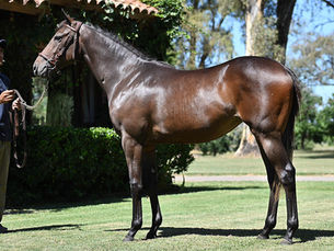 Abolengo, una Venta Selecta notable y la despedida de los rings para el crack de Equal Stripes