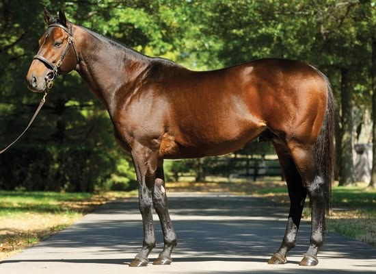 Murió Seeking the Dia, un padrillo que dejó su marca en la historia del turf chileno