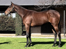 Resumen - Gran Venta Primavera Haras Vacación