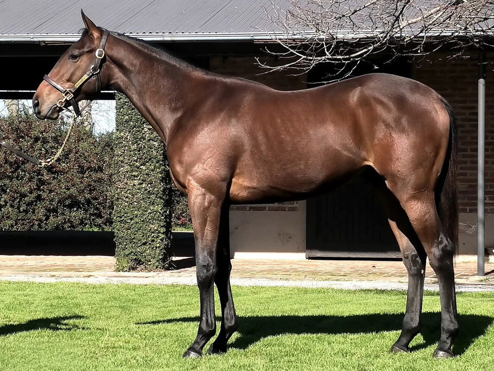 Resumen - Gran Venta Primavera Haras Vacación