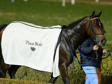 Haras La Catedral auctions its 2024 foal crop this afternoon