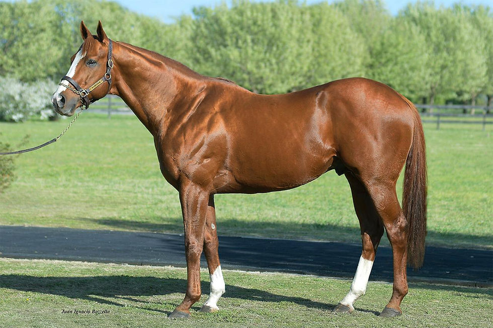 La estampa de Dabster, un caballo de físico excepcional / JUAN I. BOZZELLO