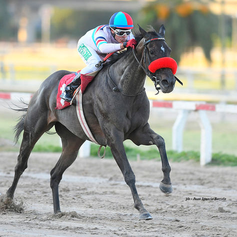 It's My Look Returns to Palermo with the Handicap Jorge H. Iglesias in Her Sights