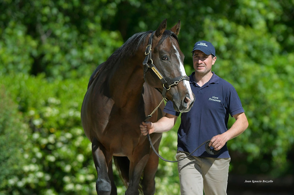 The Great Day, sire of the top-priced lot / JUAN I. BOZZELLO