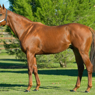 Una tarde redonda para el padrillo Vástago Salvaje en la arena del norte