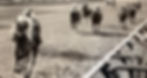 Amberoid winning the Belmont Stakes of 1965, at Aqueduct / NYRA