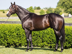 Upstart sube a 40.000 dólares y encabeza la oferta de Airdrie Stud para 2027