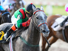 Go Clari Go returns against a very demanding field in the General Arenales