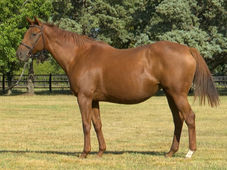 Ilusionaria topped the Haras Vacación Annual Broodmare Sale