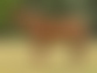 Este domingo, la Venta Anual de Yeguas Madre del Haras Vacación