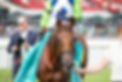 She Feels Pretty, North America’s top turf mare. / BREEDERS' CUP