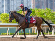 Joao Moreira no se rinde: “Ka Ying Rising es el mejor, pero creemos en Satono Reve”