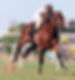 Asidero, One of Only Two Horses to Win Both the 2000 Guineas and the Polla de Potrillos / ARCHIVO