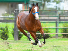 Summary - 5th Annual Sale of Haras Tradición