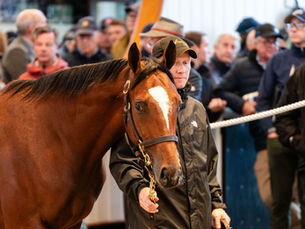 Coolmore respondió con 4 millones de guineas por un hermano de Ylang Ylang