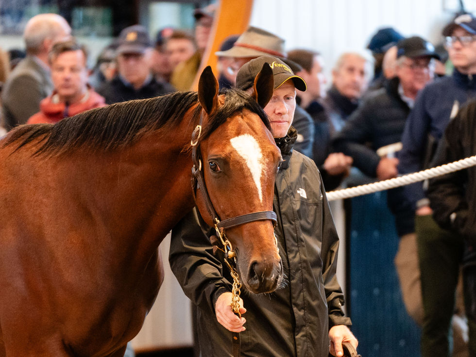 Coolmore respondió con 4 millones de guineas por un hermano de Ylang Ylang