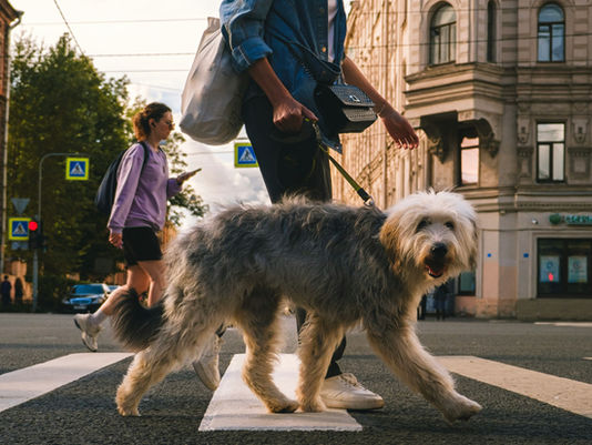 5 Daily Habits That Make Your Pet Happier