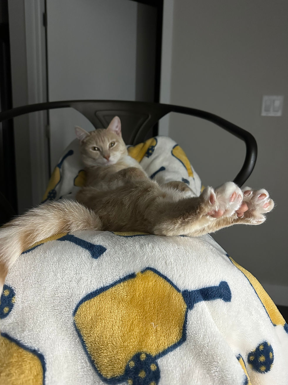 Lydia's cat Sunny