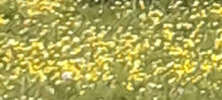 Klimt - buttewrcups