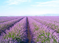 lavender-field.jpg