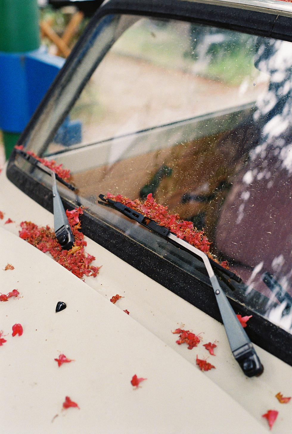 Thumbnail: Flowers and The Weapons of Mass Destruction - Prints