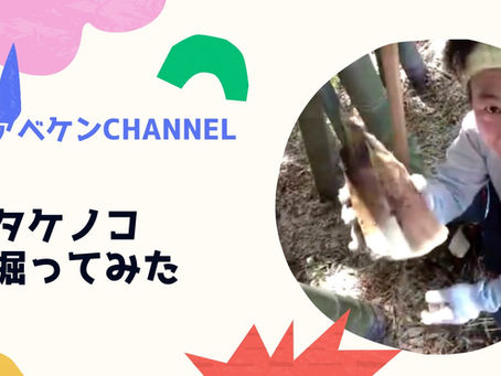 タケノコ掘ってみた