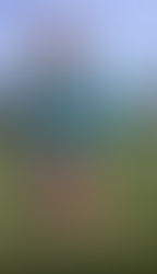 2025夏 岩船 天然岩ガキ