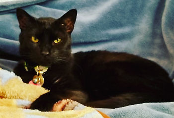 A black cat laying on a blue blanket next to a multi colored blanket.