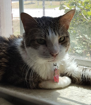 A grey and white tabby cat resting on a window ledge.
