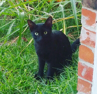 A black kitten sitting next to a brick wall in the grass.
