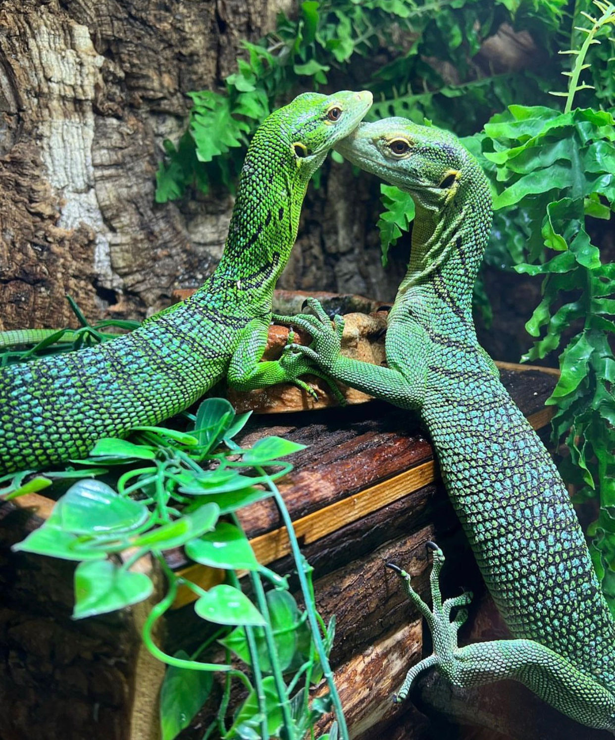 Green tree monitor (Veranus Prasinus)