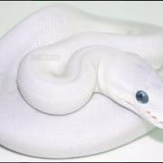 Thumbnail: Blue eyed leucistic Ball Python for sale