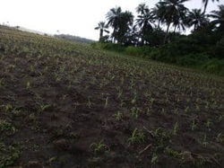 Maize Planting
