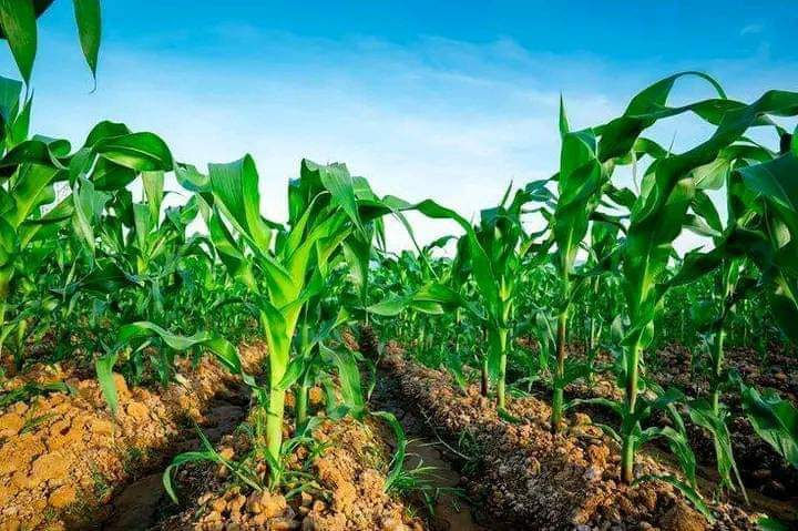 WhatsApp Image 2024-04-18 at 05.03.49_dfc06419