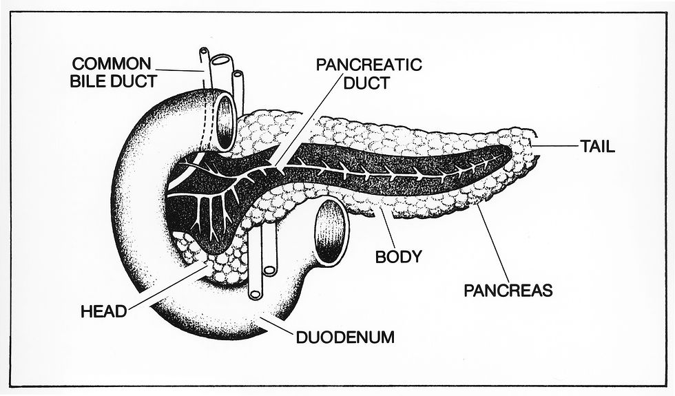 Ilustração médica a preto e branco do pâncreas e das estruturas anatómicas adjacentes.