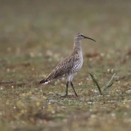 Maçarico-de-bico-fino fotografado na década de 1980, uma das últimas imagens conhecidas da espécie.